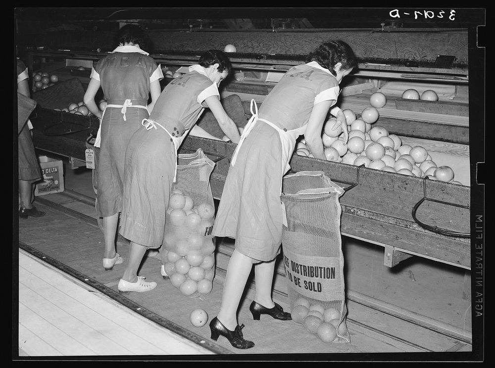 Packing grapefruit into sacks. This is common method of packing for relief distribution. Weslaco, Texas by Russell Lee