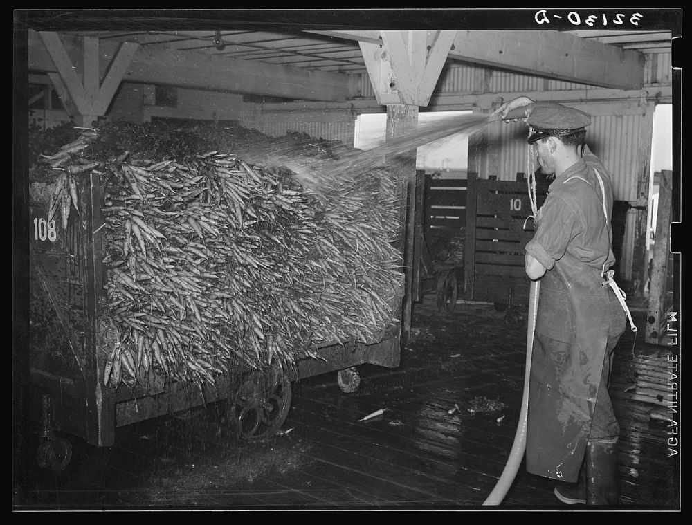 First washing of carrots at vegetable packing plant. Elsa, Texas by Russell Lee