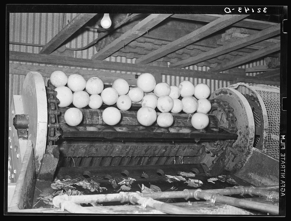 Grapefruit, after being washed in vat, are carried by incline conveyor to machine for scrubbing. They are shown here just…