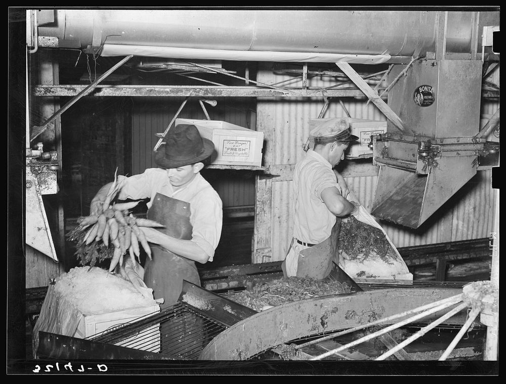 Packing carrots into boxes. Vegetable packing plant, Elsa, Texas by Russell Lee