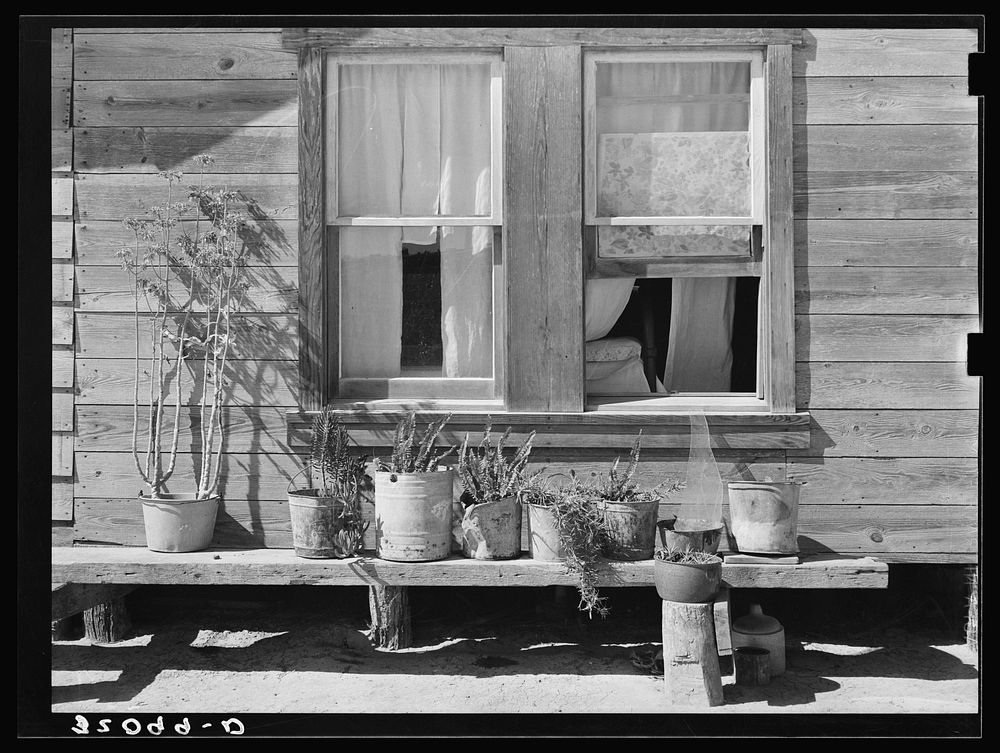 Bench of potted plants at side of home of Mexican day laborer. Near Santa Maria, Texas by Russell Lee