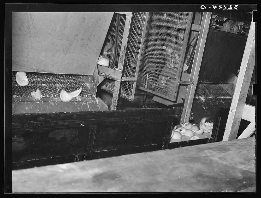 [Untitled photo, possibly related to: Grapefruit juice canning plant, Weslaco, Texas] by Russell Lee