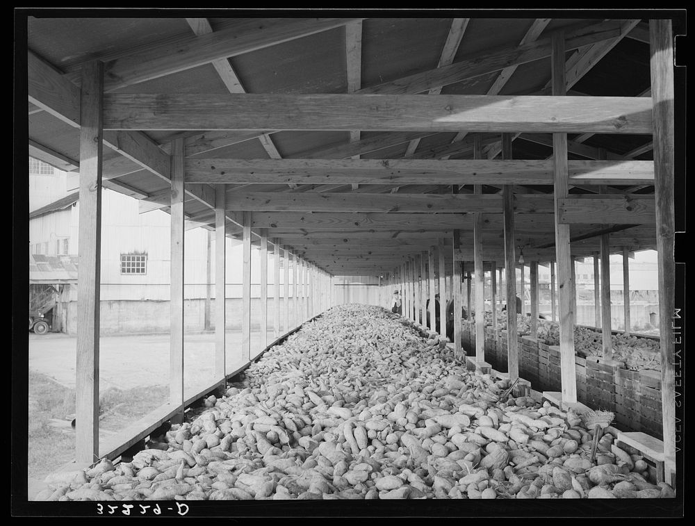 Sweet potatoes in storage bin at starch plant. Laurel, Mississippi by Russell Lee