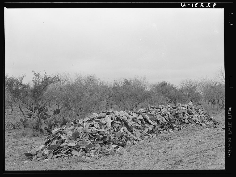 Pile of cactus which has heaped up after grubbing farm land in the process of clearing. It is necessary to pack the cactus…
