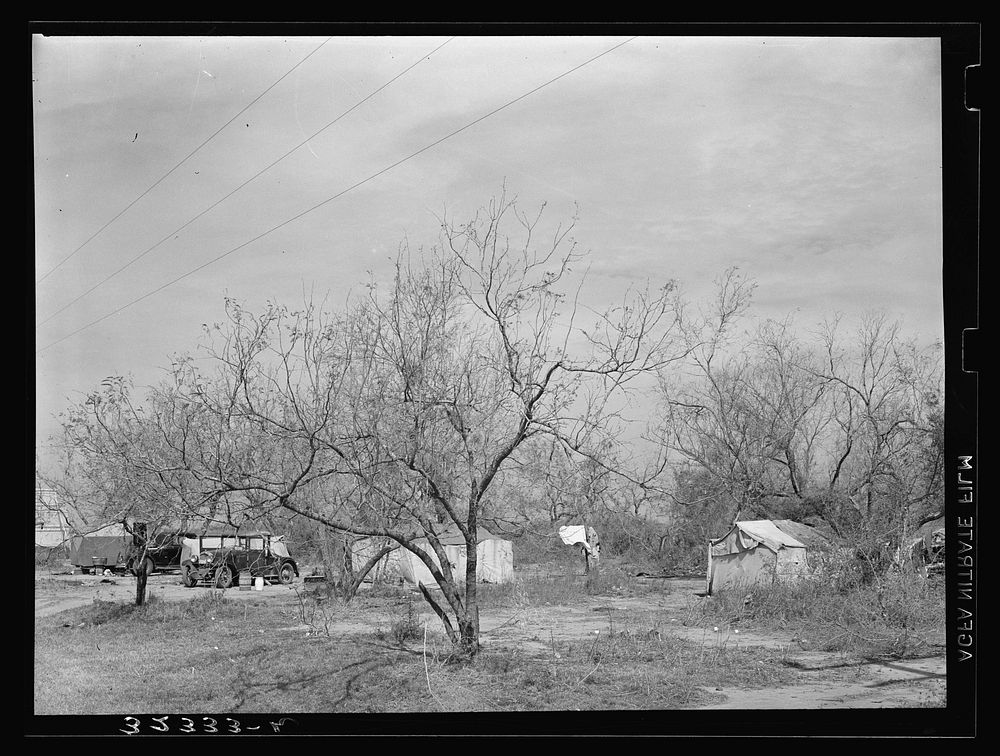 Camps of white migrants in the mesquite near Harlingen, Texas by Russell Lee