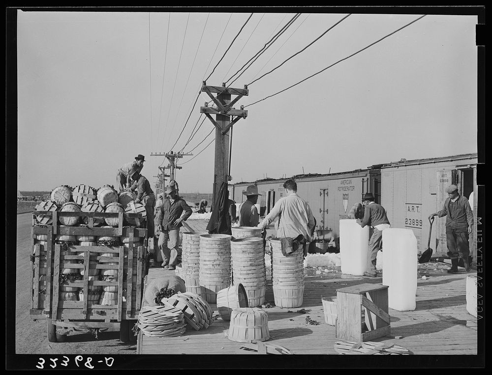 Unloading baskets of spinach onto platform where they are iced and packed into refrigerator cars to be shipped north. La…