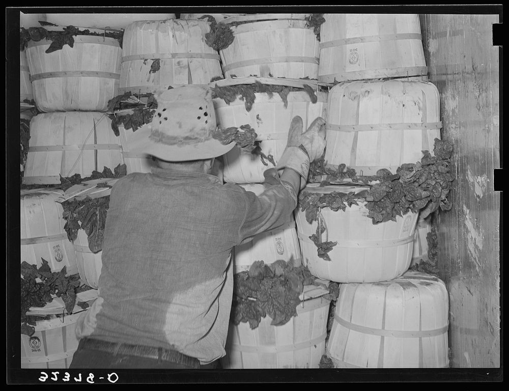 Packing spinach into refrigerator car. La Pryor, Texas by Russell Lee
