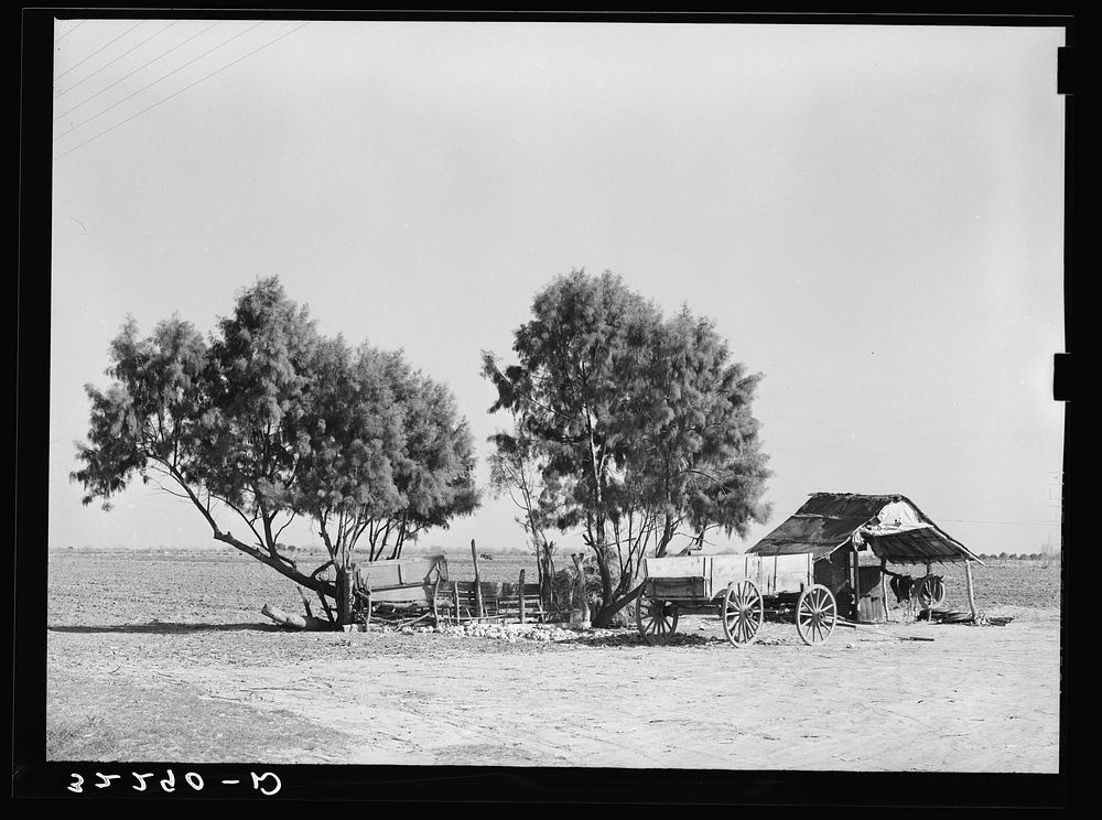 Edinburg (vicinity), Texas. Wagons and lean-to for houses on a small Mexican farm by Russell Lee
