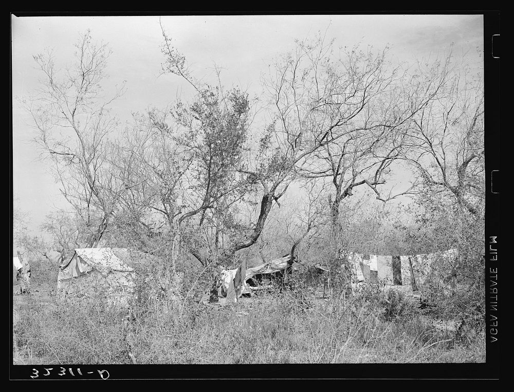 Camp of white migrants in the mesquite near Harlingen, Texas by Russell Lee