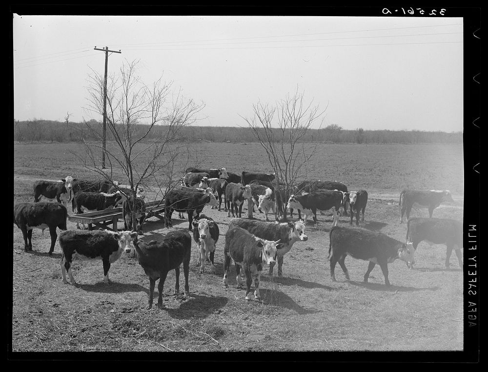 Herd of cattle at feeding trough near Crystal City, Texas by Russell Lee