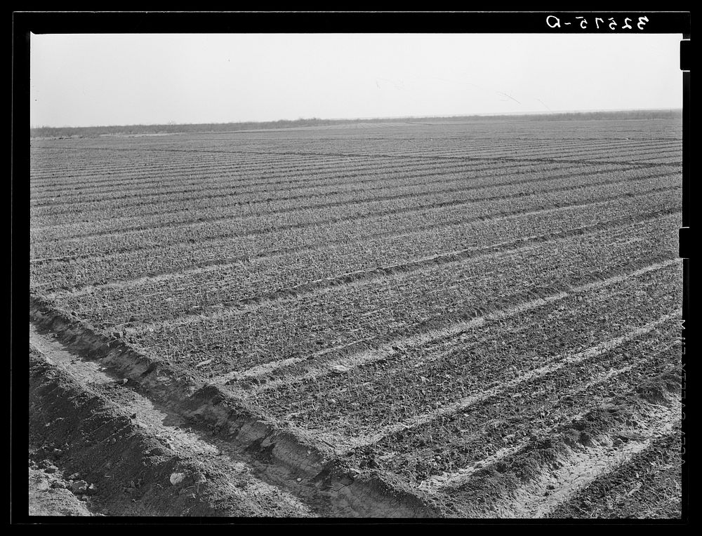 Onion field, irrigated, near Eagle Pass, Texas by Russell Lee