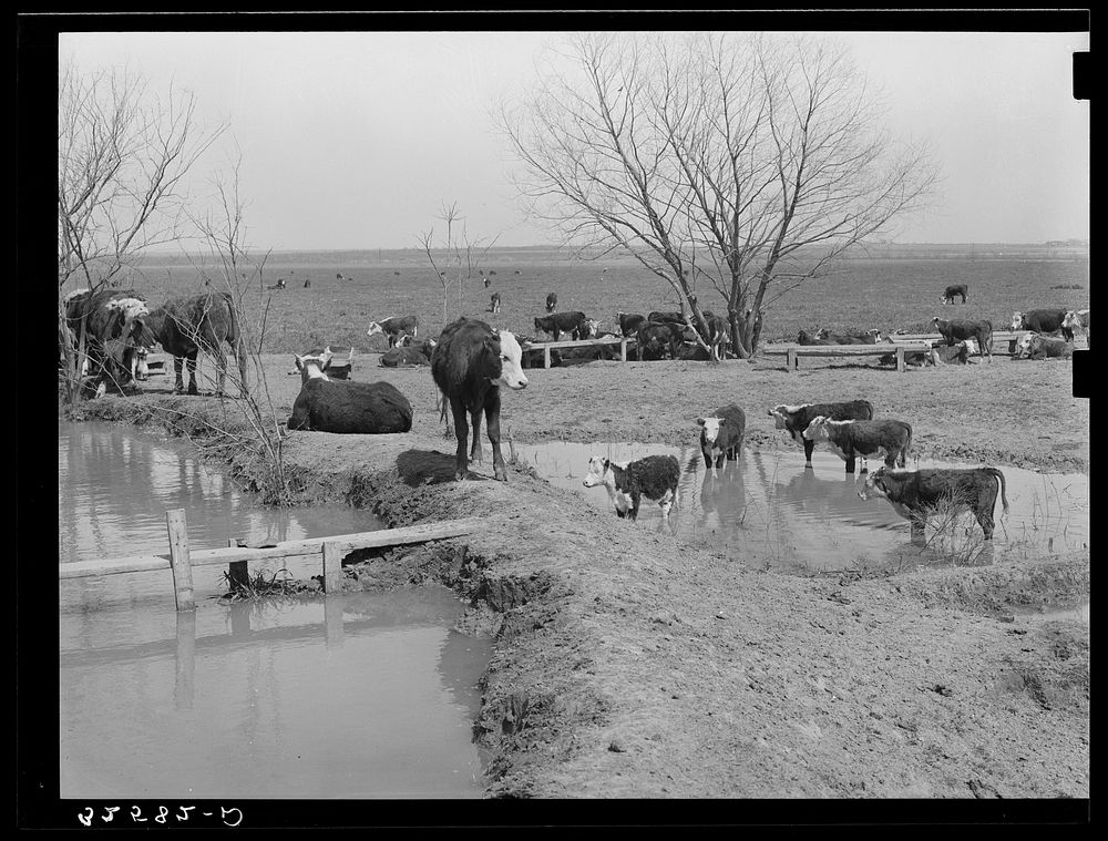 Herd of cattle at water hold near Crystal City, Texas by Russell Lee