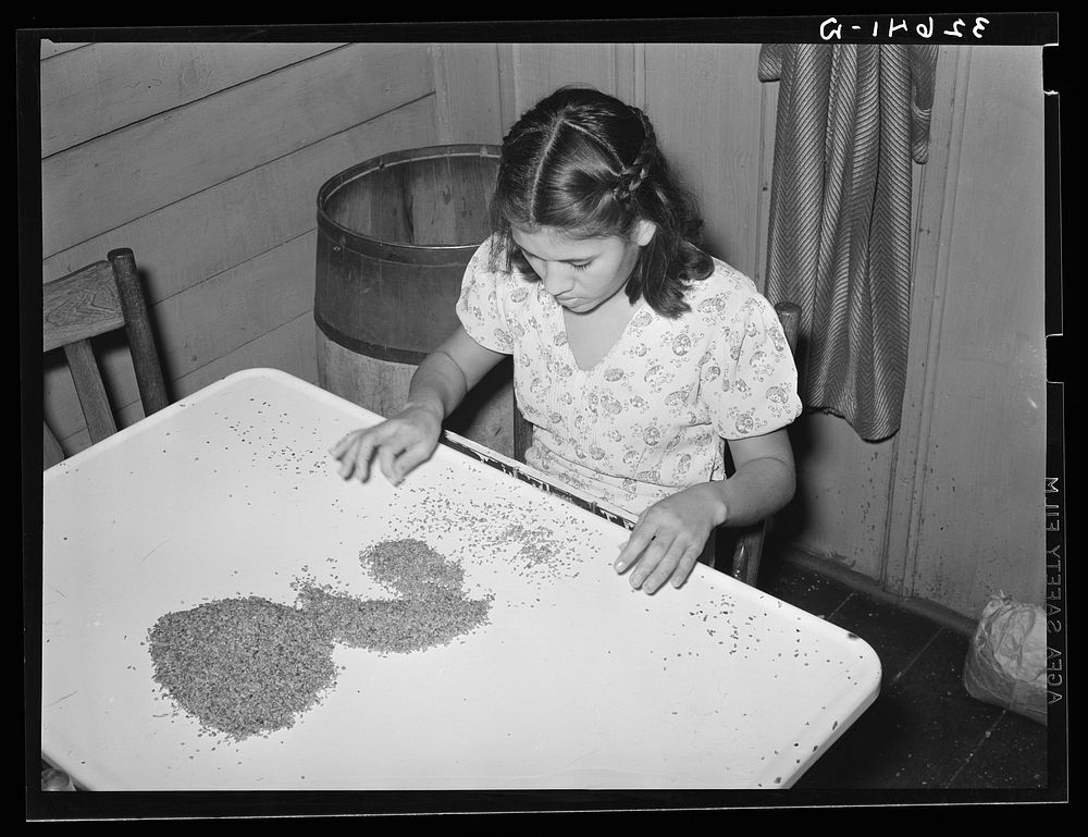 Mexican girl removing shells from small pieces of pecan meats. This is done with the finger tips. Lighting conditions are…