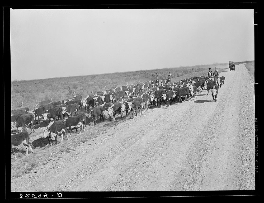Cattle being rounded up near Eagle Pass, Texas by Russell Lee