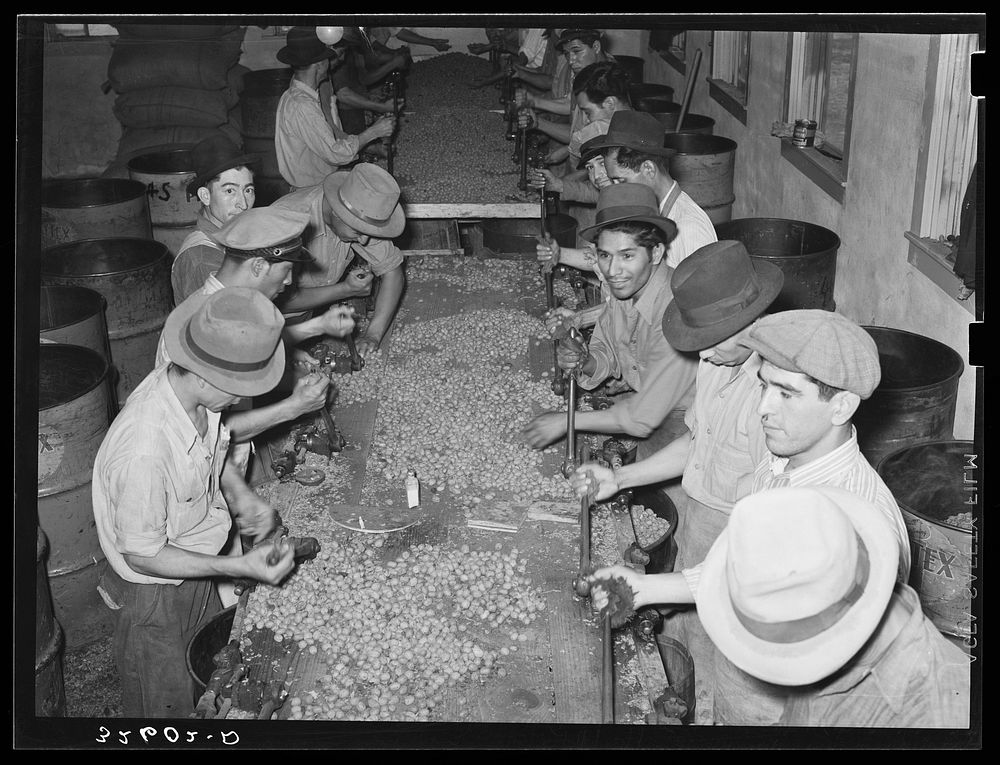 Mexican pecan shellers cracking nuts. Union plant, San Antonio, Texas by Russell Lee