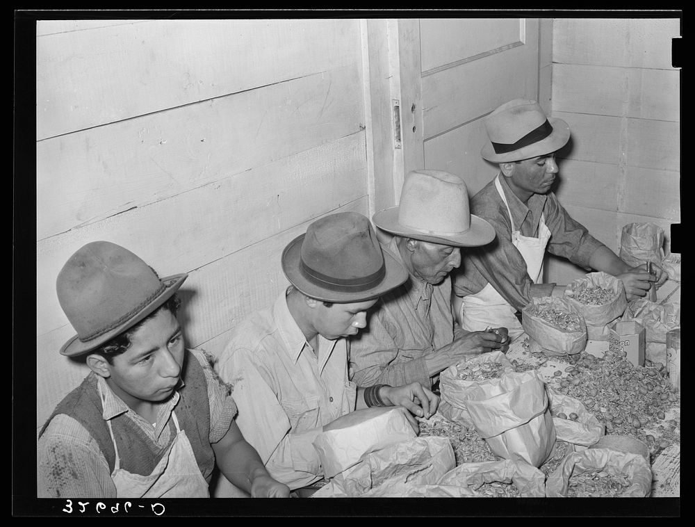 Separating meats from shells. Pecan shelling plant. San Antonio, Texas by Russell Lee