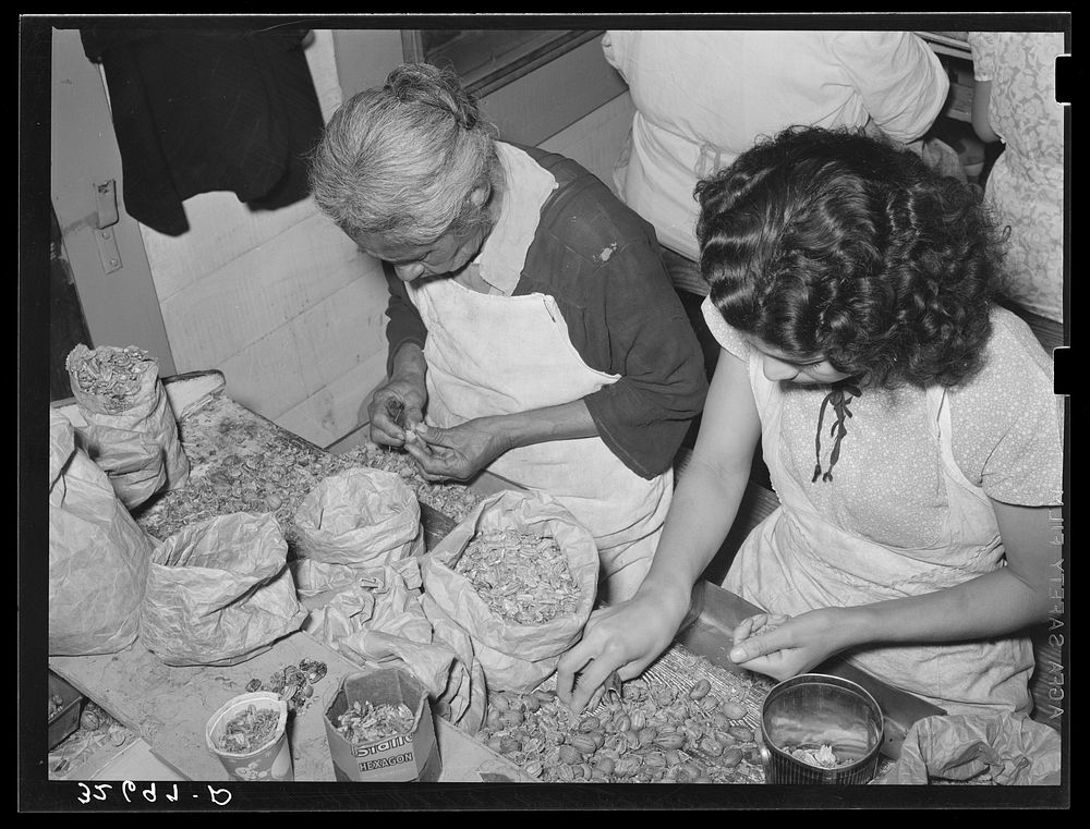 [Untitled photo, possibly related to: Removing the meats from cracked pecans. Non-union pecan shelling plant. San Antonio…