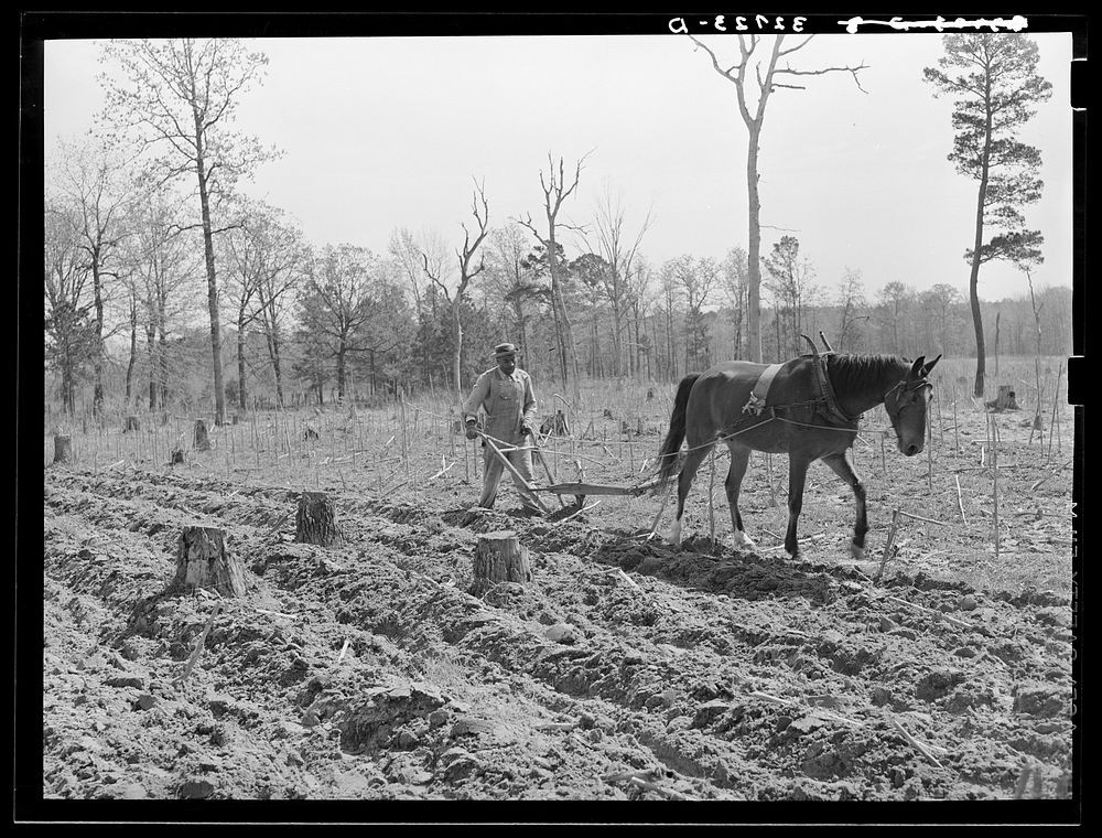 Plowing in the cut-over land near Marshall, Texas by Russell Lee