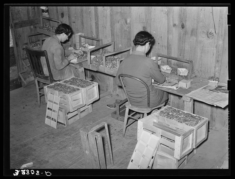 Packing strawberries into boxes and crates near Hammond, Louisiana by Russell Lee