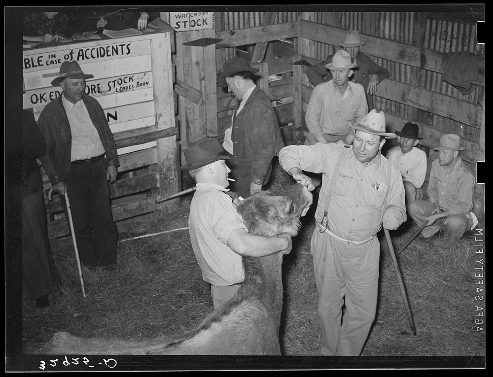 Looking at cow's teeth in auction barn. San Augustine, Texas by Russell Lee