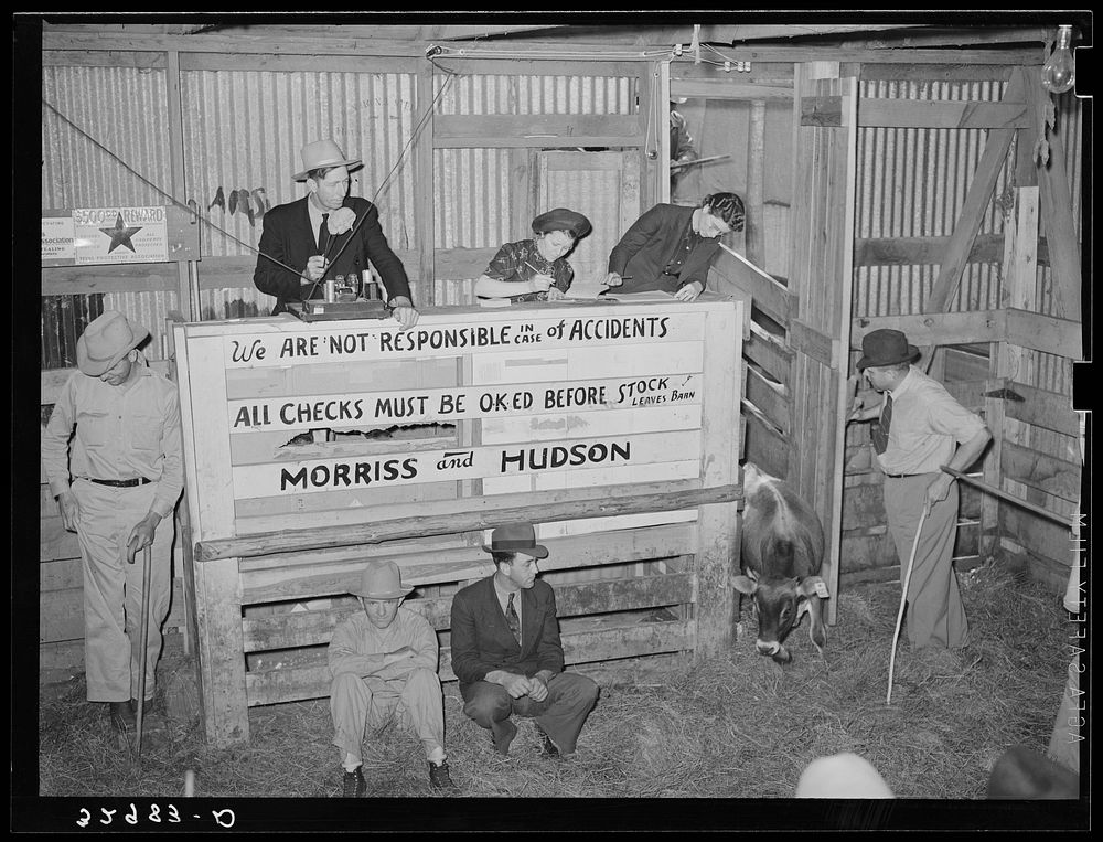 Scene in cattle auction barn. Heifer is coming in from pen. San Augustine, Texas by Russell Lee