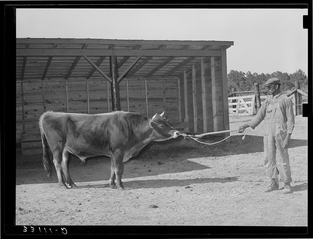 Community bull. Sabine Farms, Marshall, Texas by Russell Lee