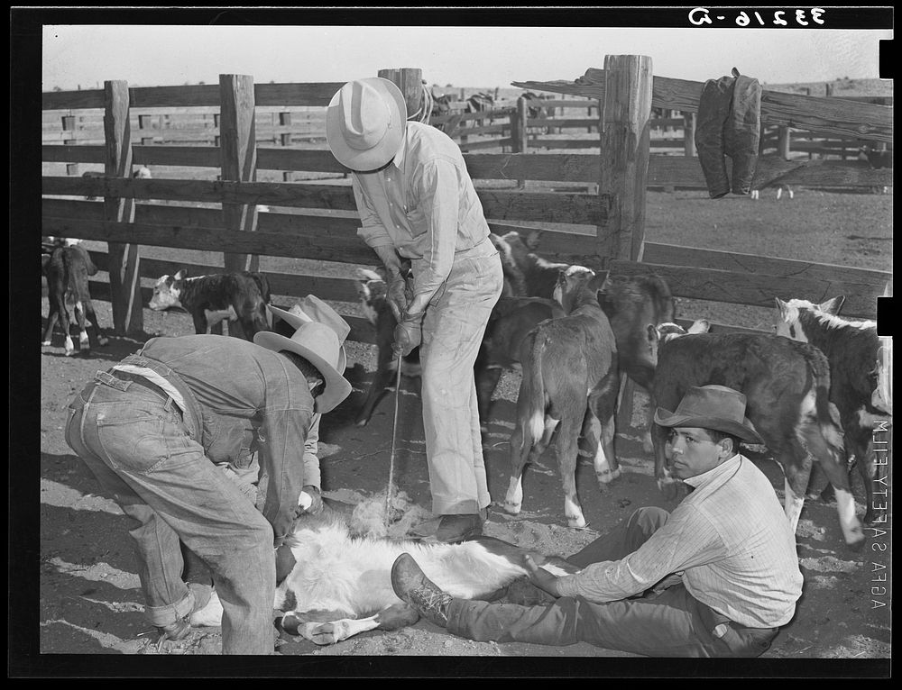 Cattle branding scene. Ranch near Marfa, Texas by Russell Lee