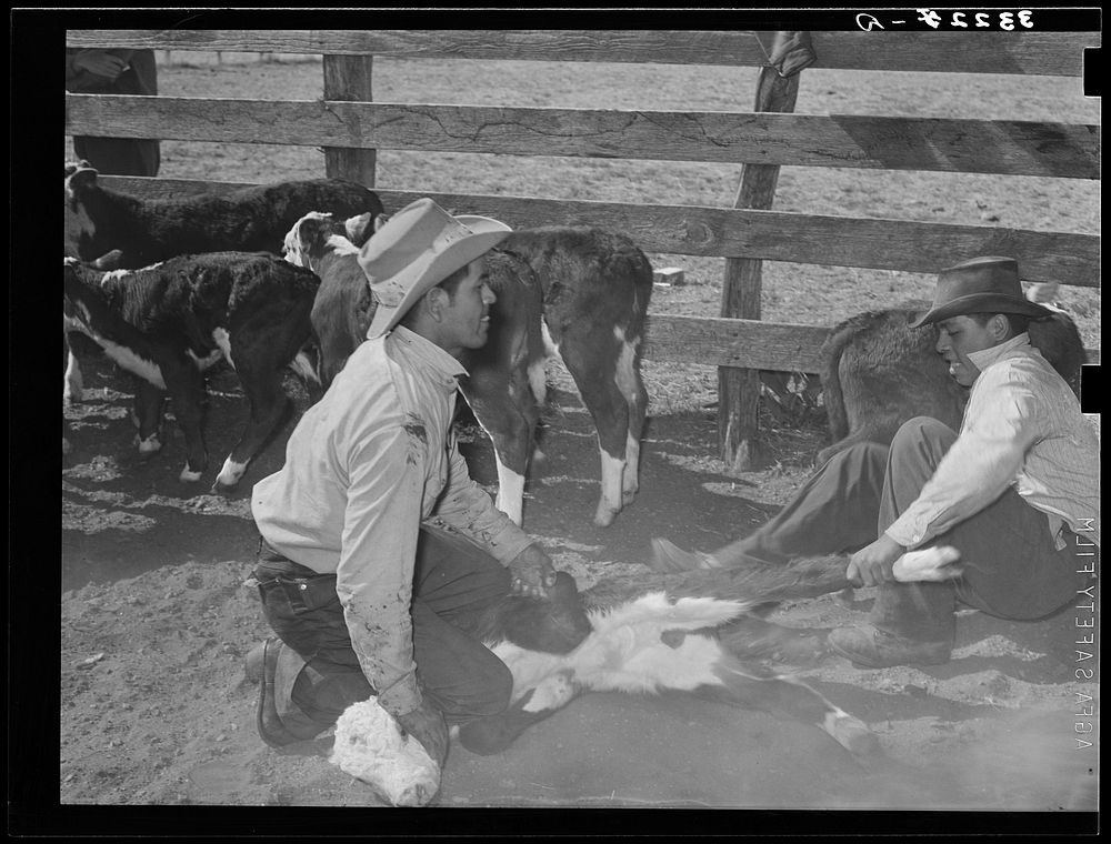 Mexican cowboys throwing a calf for branding. Cattle ranch near Marfa, Texas by Russell Lee