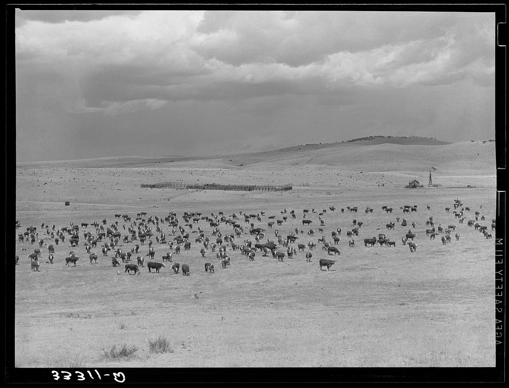 Cattle roundup with corral on ranch near Marfa, Texas by Russell Lee