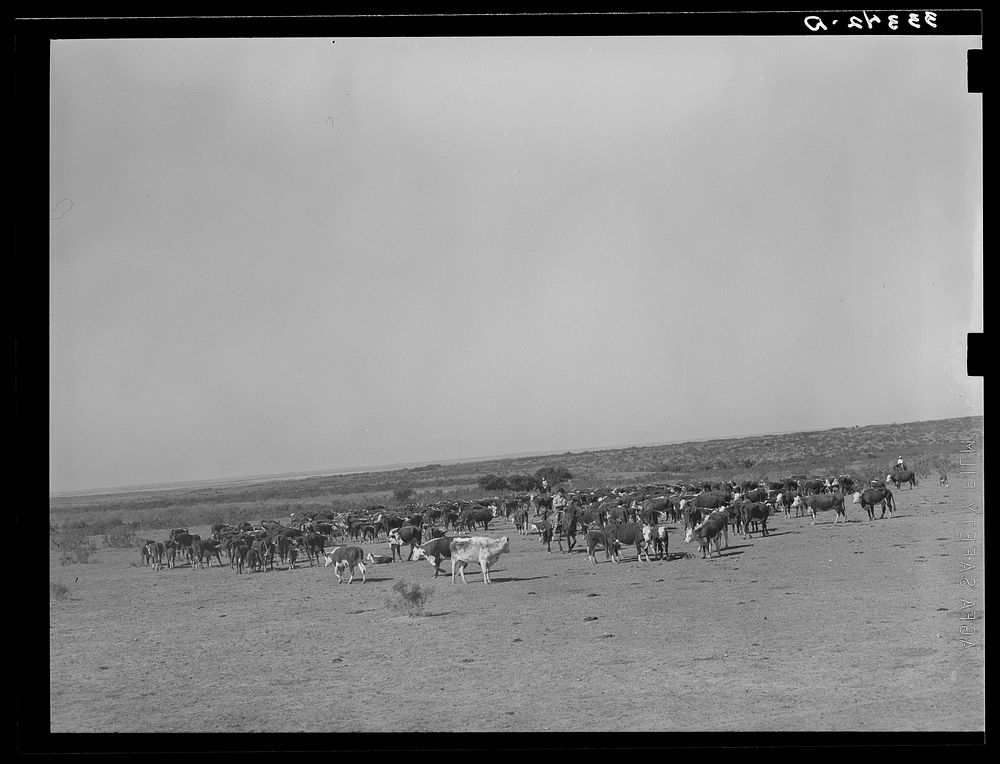 Roundup Cattle Sms Ranch Spur, 