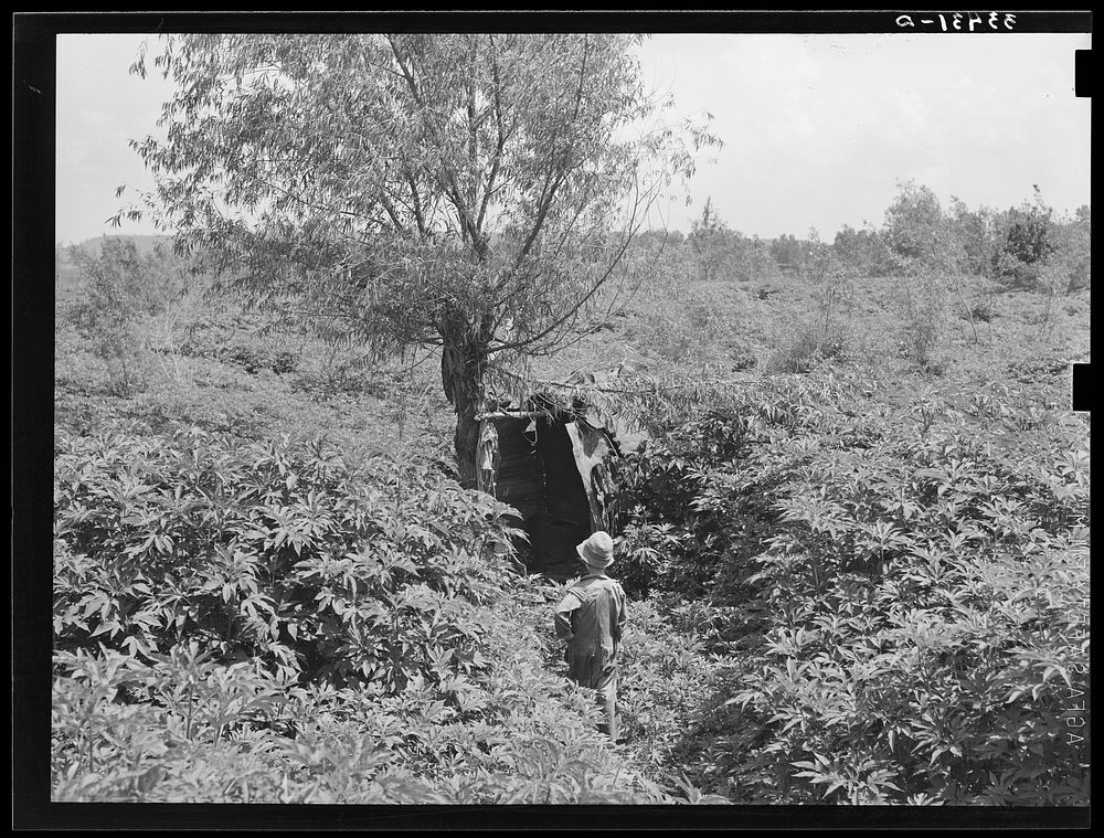 Son of agricultural day laborer going to privy. Arkansas River near Webbers Falls, Oklahoma, Muskogee County by Russell Lee