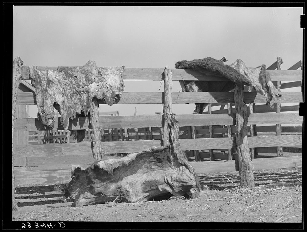 Hides of cattle hanging out to dry on corral fence on ranch near Spur, Texas by Russell Lee