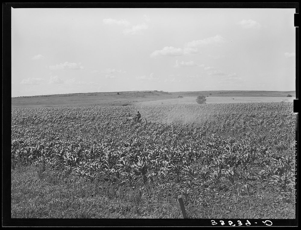 Plowing corn. Wagoner County, Oklahoma by Russell Lee