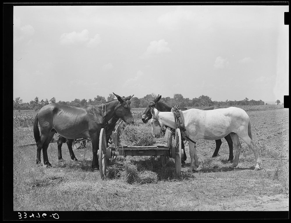 Mules eating hay during lunch hour on tenant farmer's place near Warner, Oklahoma by Russell Lee