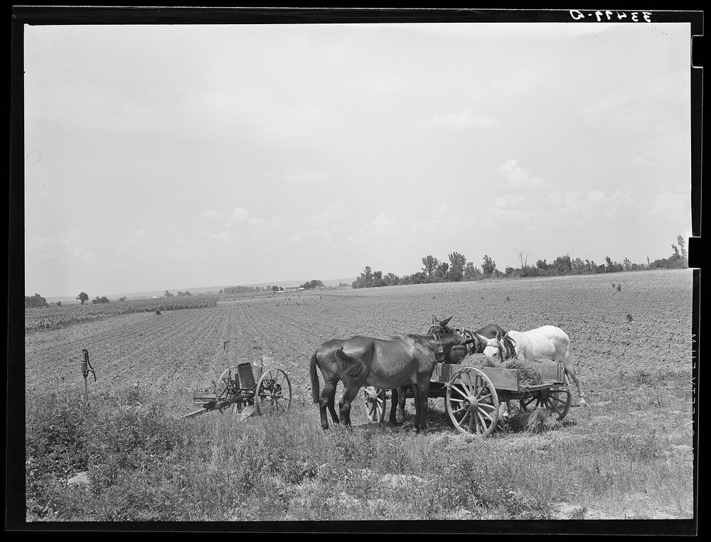 Mules eating hay during lunch hour on tenant farmer's place near Warner, Oklahoma by Russell Lee