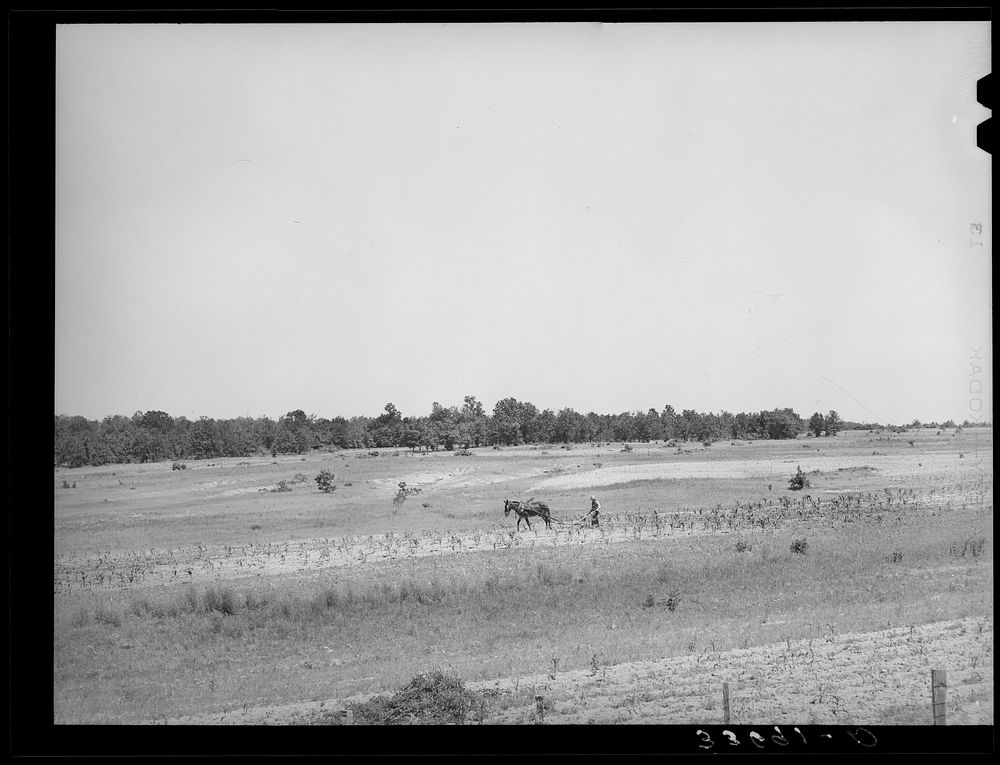 Strip farming in field near Sallisaw, Oklahoma. Field back of farmer has been ruined by erosion. Tenant farmer by Russell Lee