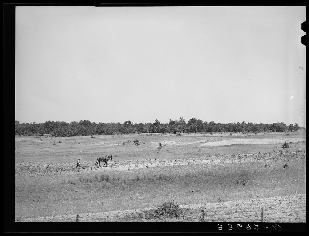 [Untitled photo, possibly related to: Strip farming in field near Sallisaw, Oklahoma. Field back of farmer has been ruined…