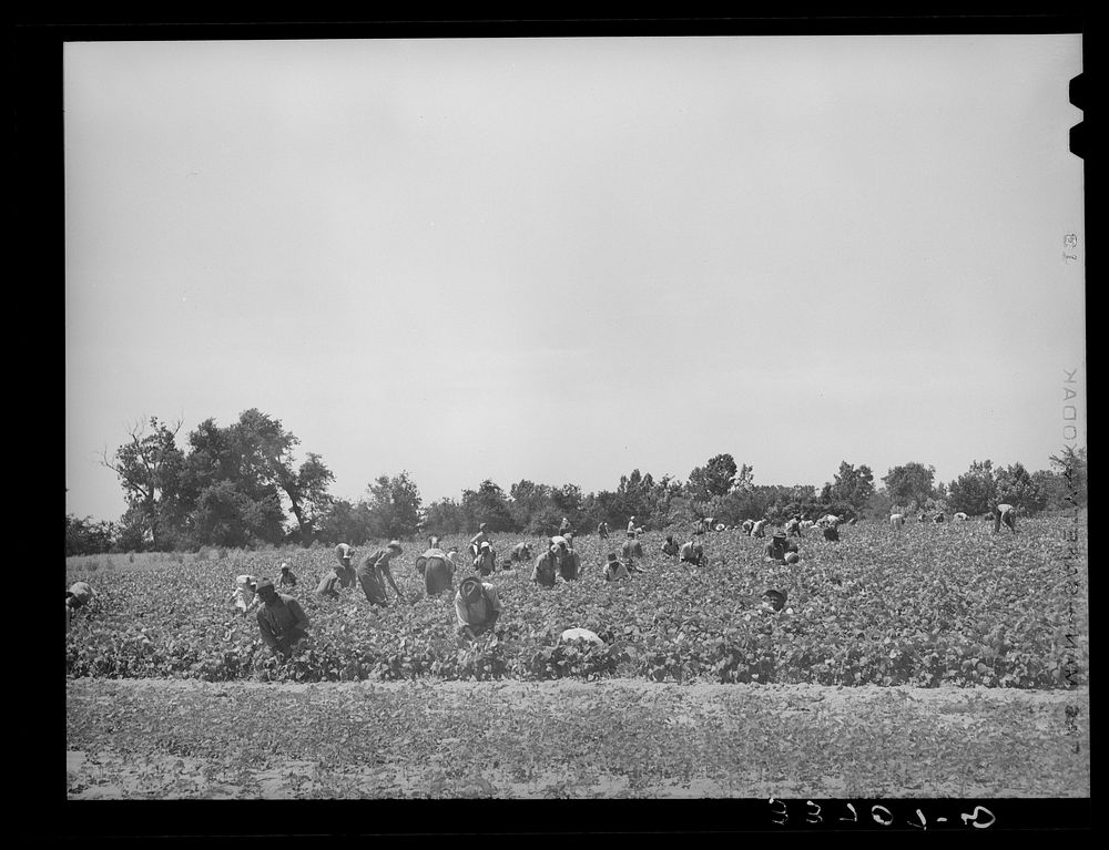 [Untitled photo, possibly related to: Stringbean picker near Muskogee, Oklahoma] by Russell Lee