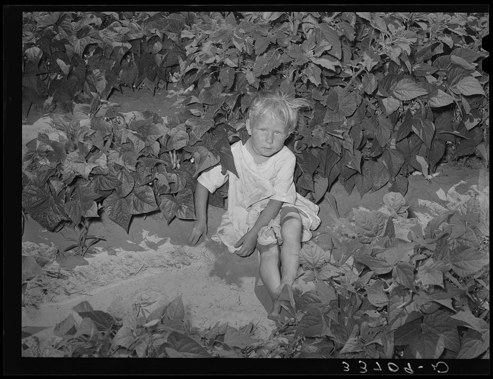 Small child playing in the scant shade of weeds and bean plants near Muskogee, Oklahoma. She had accompanied her elder…