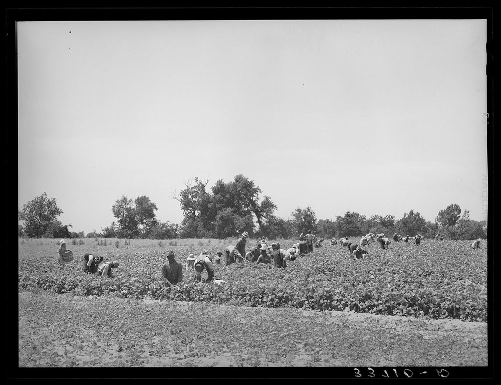 Stringbean picker near Muskogee, Oklahoma by Russell Lee