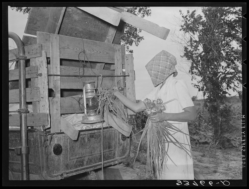 Mrs. Thomas placing vegetables from her garden into truck which they will use to transport them to California from Muskogee…