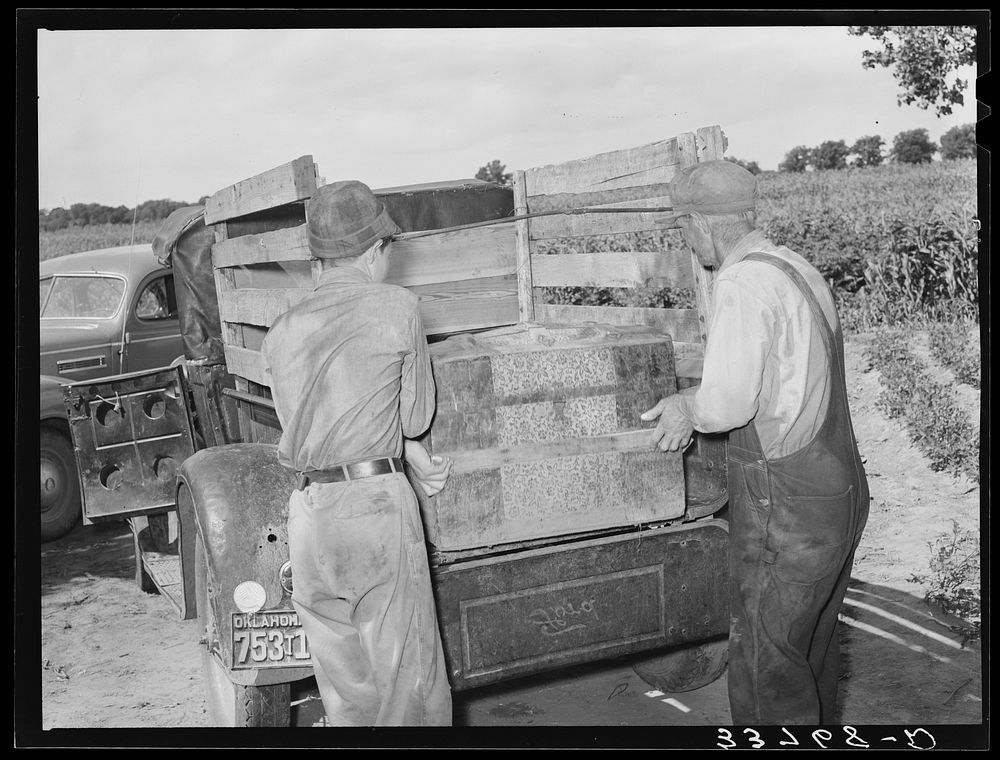 Placing the family chest into the rear of improvised truck which will take the Thomas family as migrants to California from…