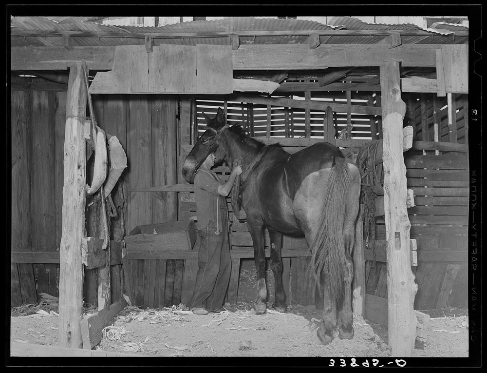 Son of tenant farmer harnessing horse near Muskogee, Oklahoma. See general caption no. 21 by Russell Lee