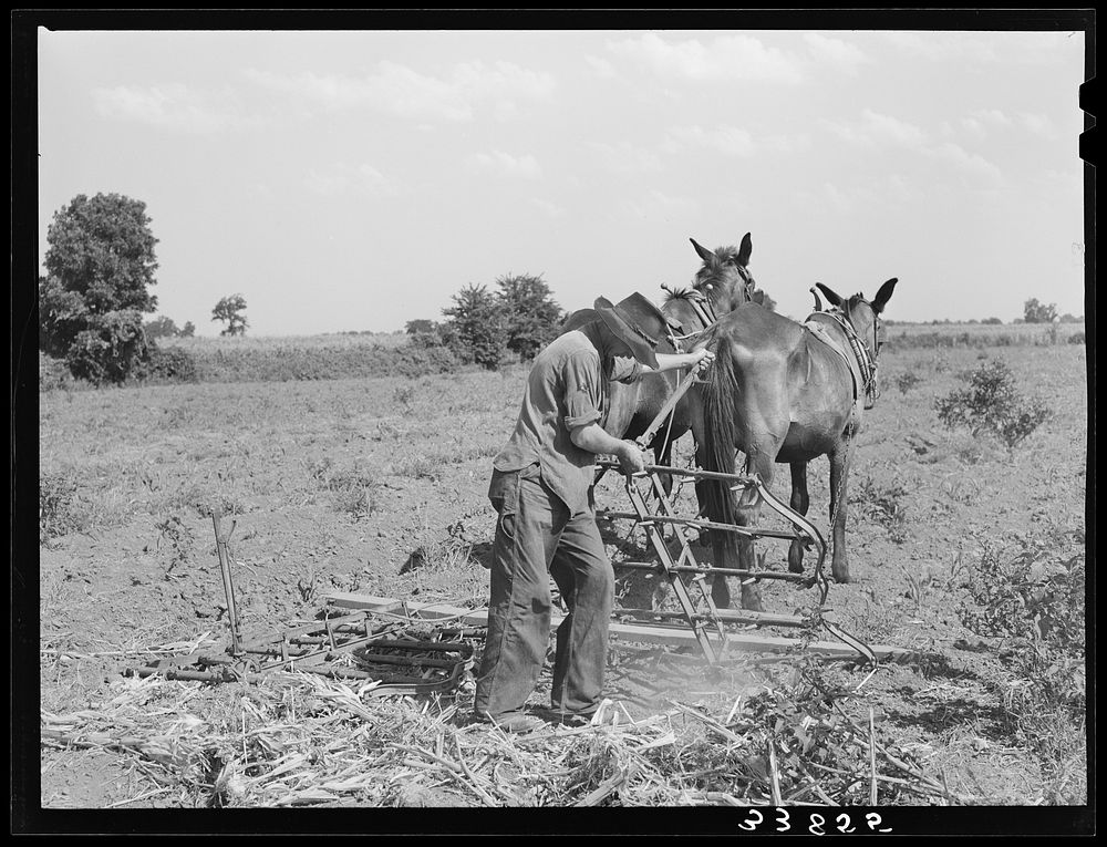 Son of tenant farmer adjusting spike-tooth harrow. Near Muskogee, Oklahoma. Refer to general caption number 20 by Russell Lee