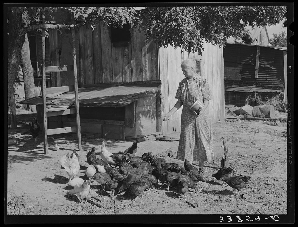Wife of tenant farmer living near Muskogee, Oklahoma, feeding the chickens. Refer to general caption number 20 by Russell Lee