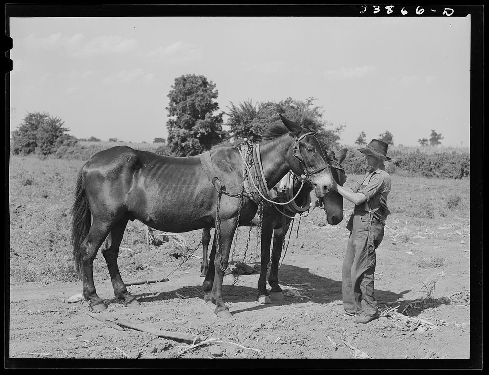 Son of tenant farmer with team of mules near Muskogee, Oklahoma. Refer to general caption number 20 by Russell Lee