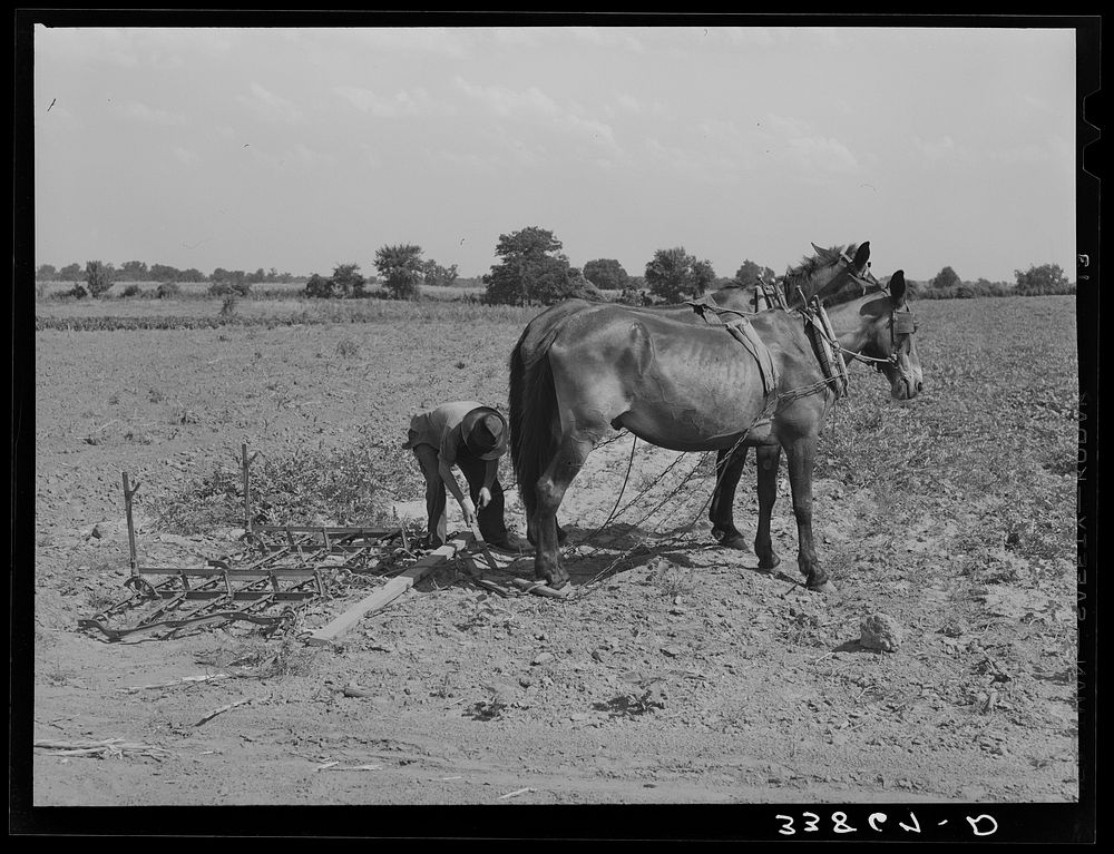 Son of tenant farmer hooking team of mules to spike-tooth harrow. Near Muskogee, Oklahoma. Refer to general caption number…