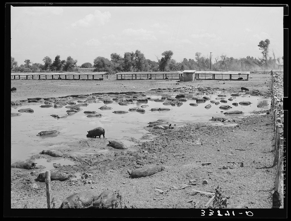 Hog pen and wallow adjacent to city dump. Oklahoma City, Oklahoma. Man who own hogs rents land from city and also the…