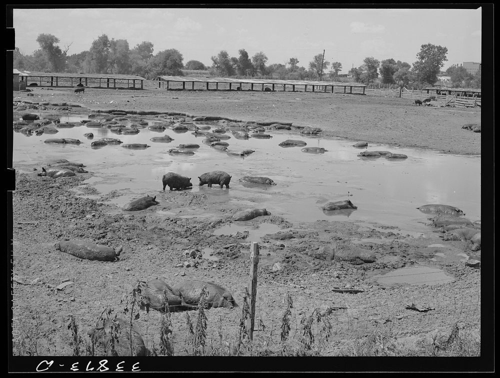 Hog pen and wallow adjacent to city dump. Oklahoma City, Oklahoma. Man who owns hogs rents land from city and also the…