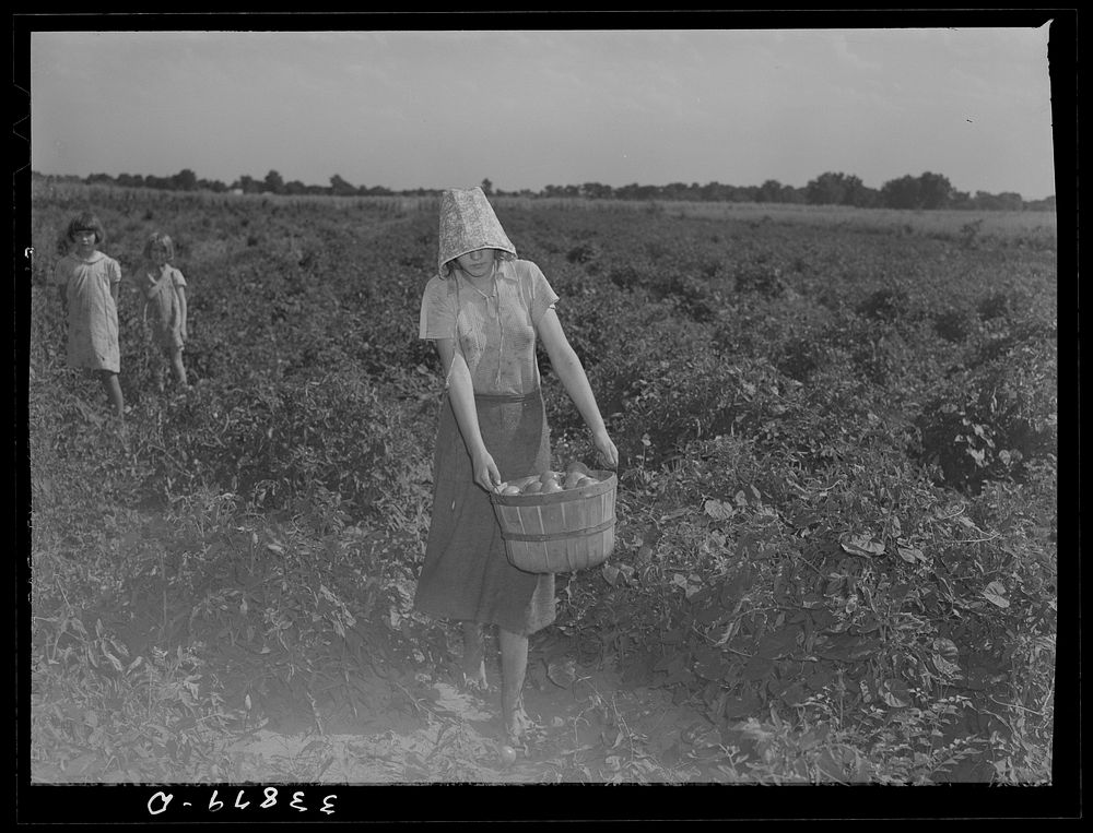 [Untitled photo, possibly related to: Daughter of tenant farmer living near Muskogee, Oklahoma, picking tomatoes. Refer to…